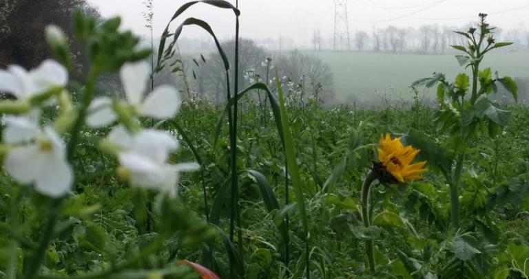 couvert végétal 2015