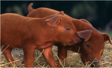 photo_duroc_breed